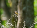 Stonechat - Kląskawka